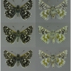 musch cribrellum male volg112